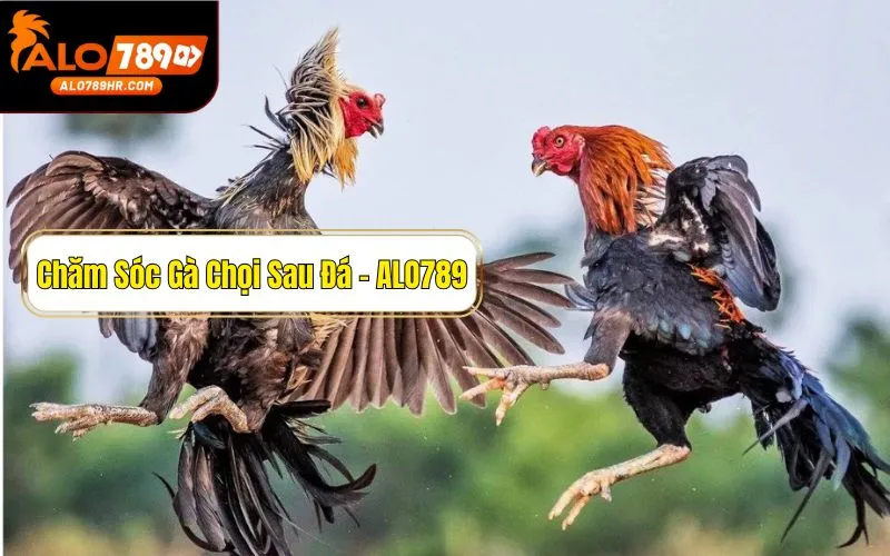 Cách chăm sóc gà chọi sau đá đúng kỹ thuật giúp phục hồi nhanh