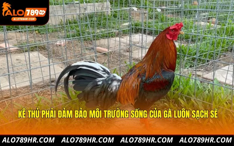 Kê thủ phải đảm bảo môi trường sống của gà luôn sạch sẽ